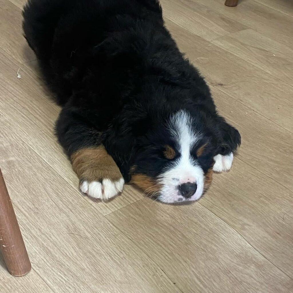 Bernese Mountain Dog