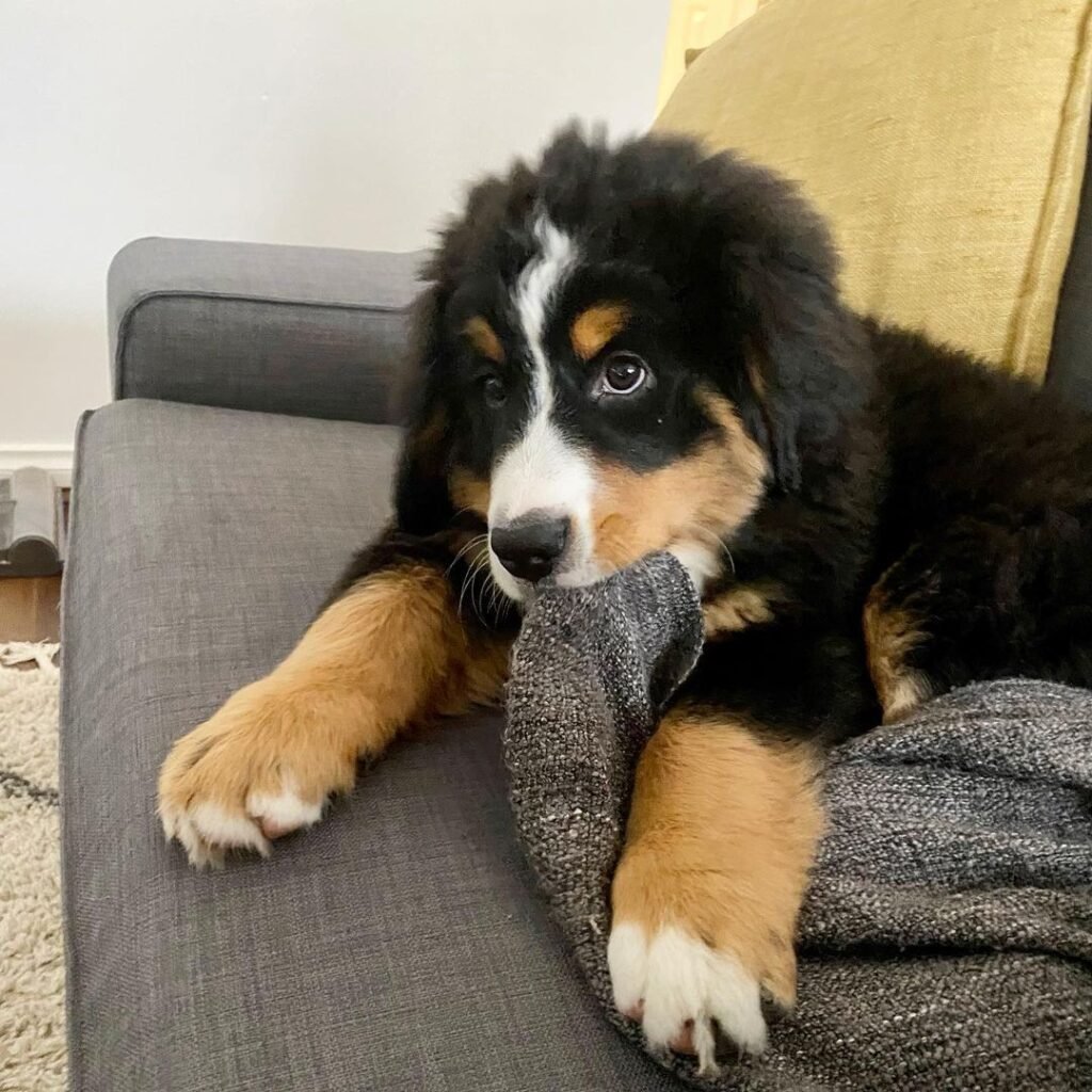 Bernese Mountain Dog